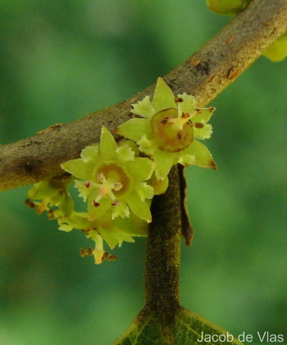 Bridelia retusa (L.) A.Juss.
